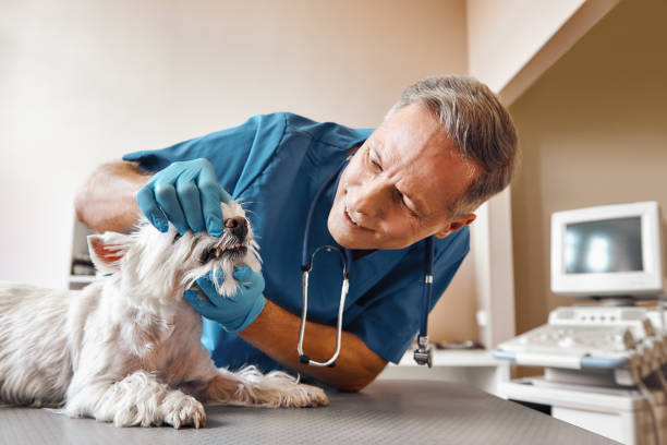 Best Emergency Root Canal Treatment in Pine Knot, KY